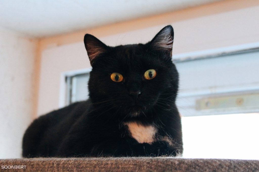 Работящий кот Уголек из Твери ищет дом, семью и тепло