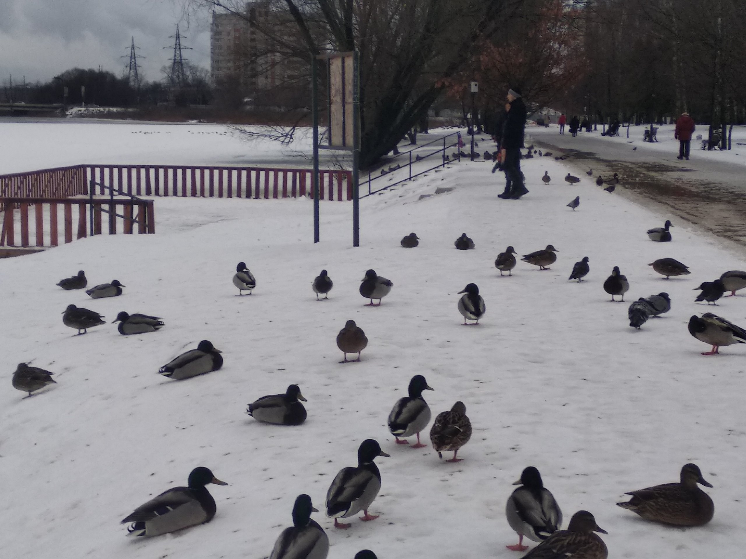 Об утках тверских замолвите слово: юнкор узнала, почему птицы не улетают на юг