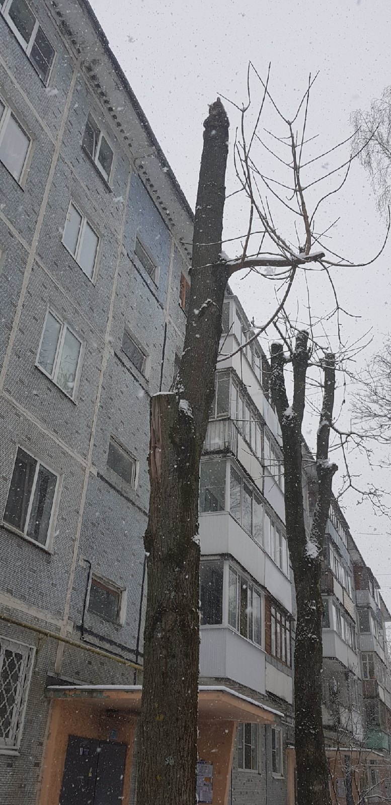 В Твери спасли котика, два дня сидевшего на дереве