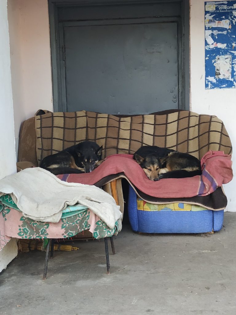 Чем может обернуться устройство "собачьего отеля" в Твери: мнение кинолога