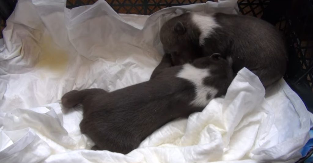 Биологи сняли ролик о путешествии медвежат-сирот в Центр спасения в Тверской области Биологи сняли ролик о путешествии медвежат-сирот в Центр спасения в Тверской области