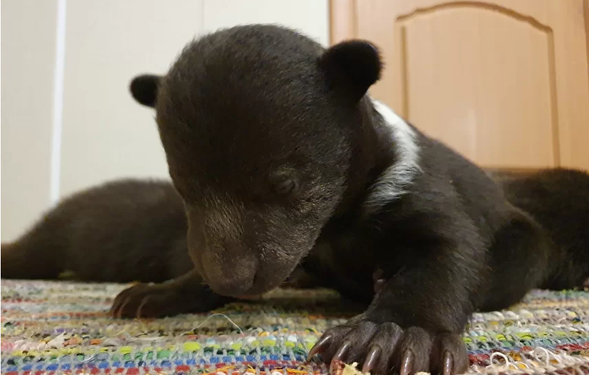 В Тверскую область привезли медвежонка-сироту Блэка