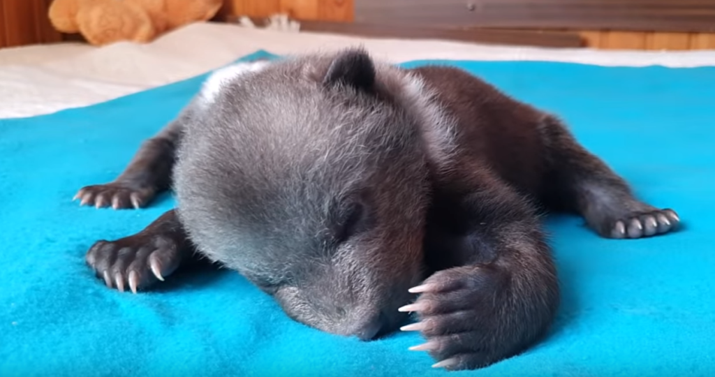 Тверские биологи рассказали о самочувствии медвежонка-сироты Маши из Гатчины Тверские биологи рассказали о самочувствии медвежонка-сироты Маши из Гатчины