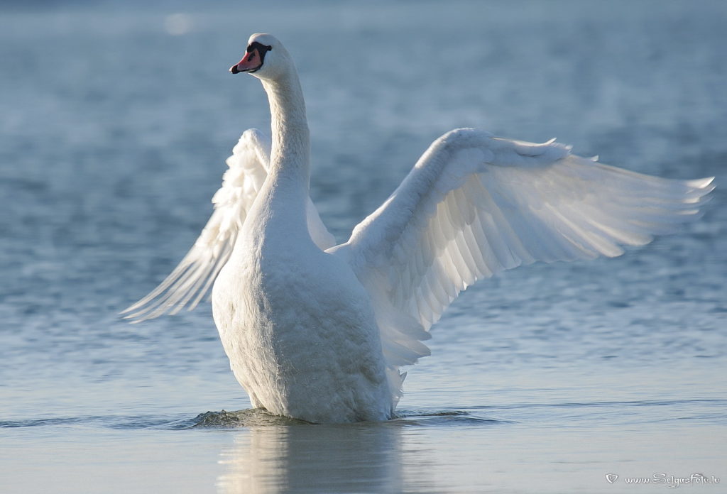 В Тверской области начали проверку информации о расстреле семьи лебедей