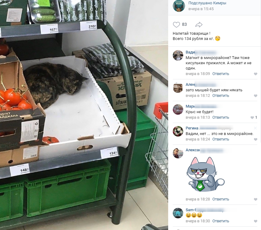 Кот охраняет продукты в Тверской области