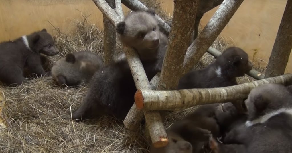 В тверском центре спасения медвежат опубликовали видео с играми