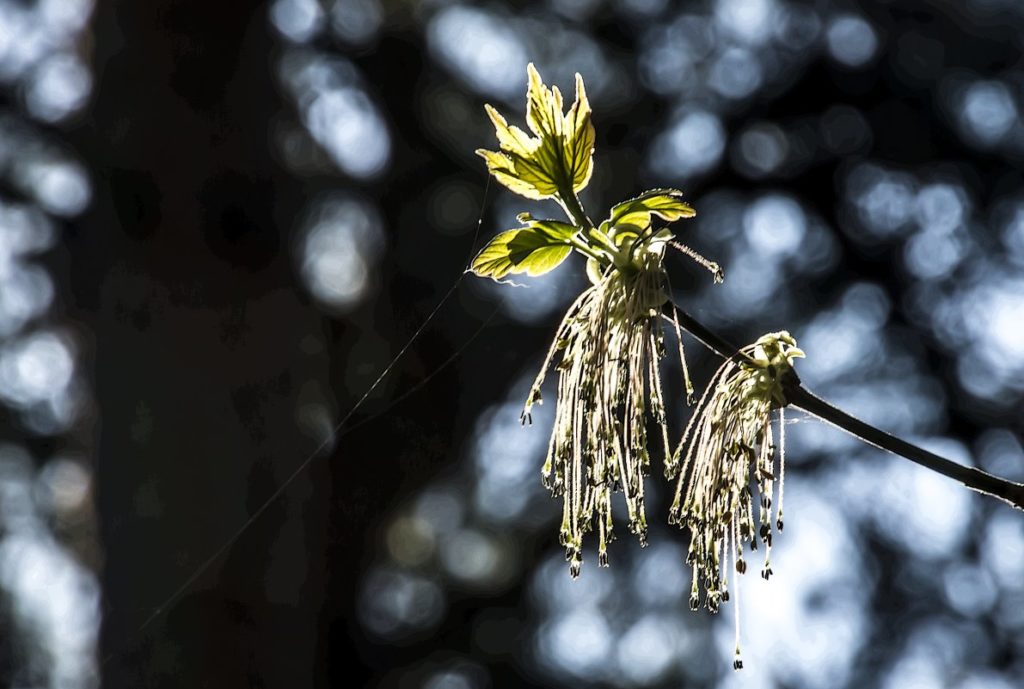 В Тверскую область пришла настоящая весна
