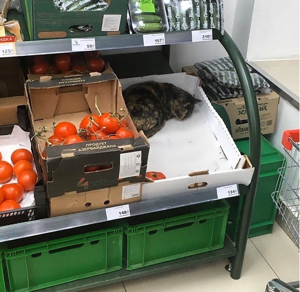 Кот охраняет продукты в Тверской области Кот охраняет продукты в Тверской области