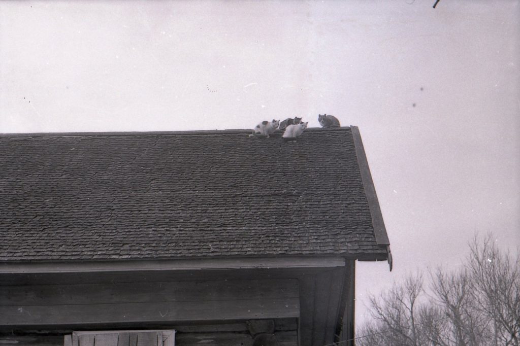 Была найдена "кошачья" фотография 40-летней давности в Тверской области Была найдена "кошачья" фотография 40-летней давности в Тверской области