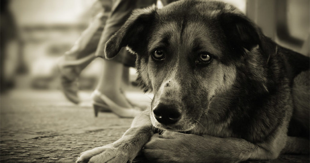 В Тверской области  мужчина жестоко избил собственную собаку и сбросил с балкона