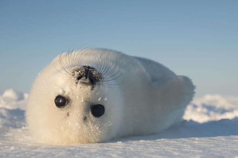 Жителей Твери приглашают увидеть «100 чудес света»
