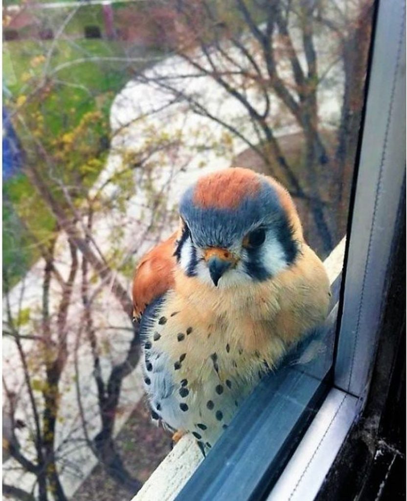 В Тверь прилетела необыкновенная американская пустельга