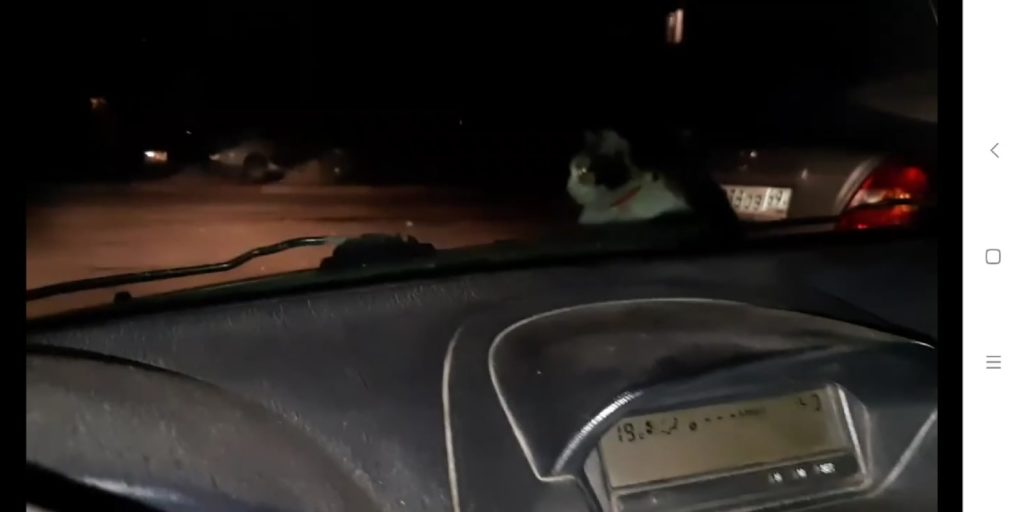 Наглого кота в Твери водитель прокатил на капоте Наглого кота в Твери водитель прокатил на капоте