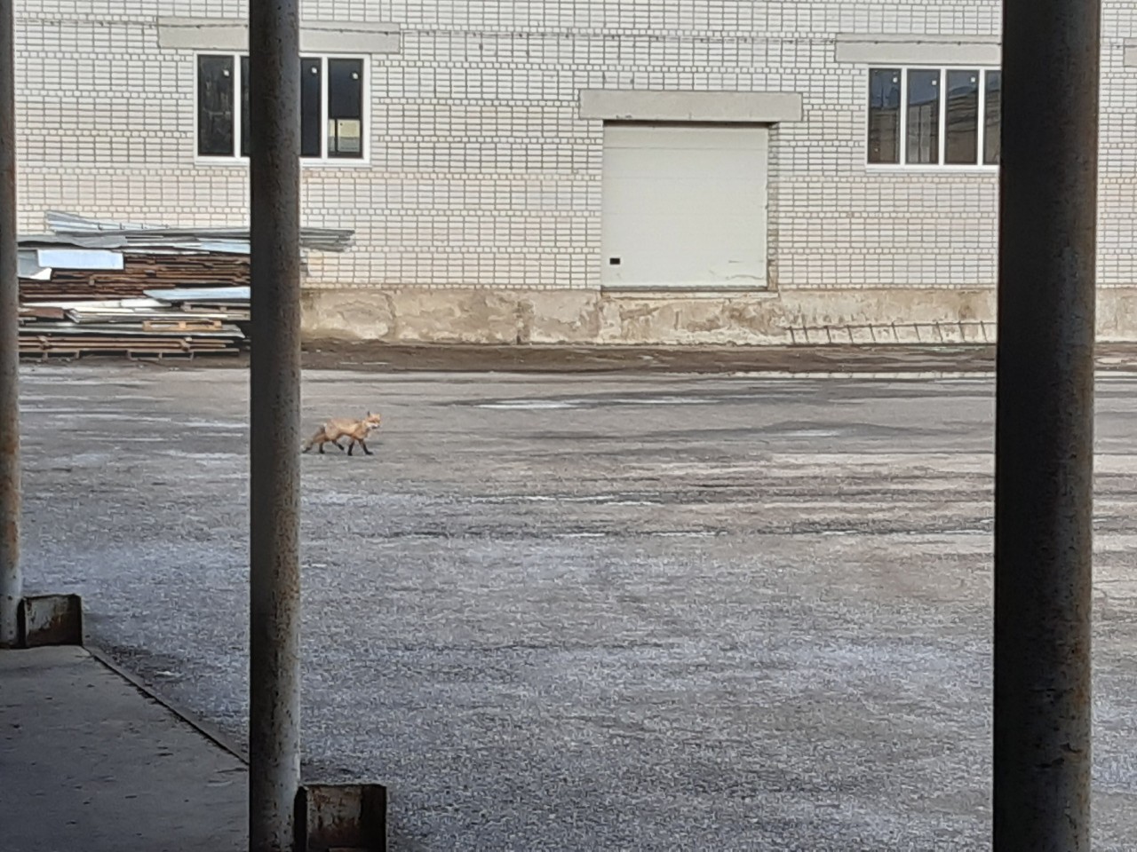 Лиса посетила ликеро-водочный завод в Тверской области