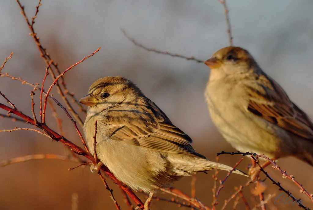 В Тверскую область заглянет солнышко