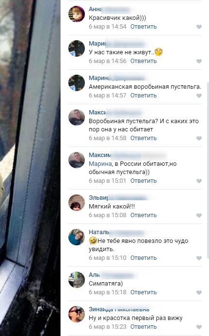 В Тверь прилетела необыкновенная американская пустельга