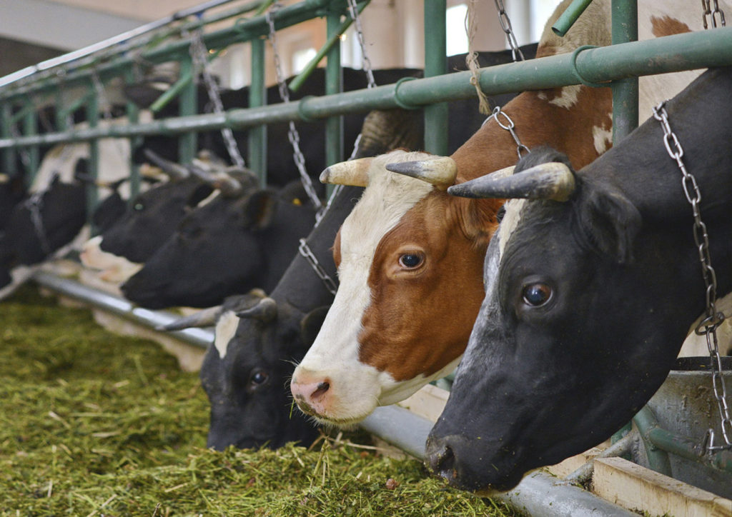 Тверские аграрии получат поддержку на развитие животноводства Тверские аграрии получат поддержку на развитие животноводства