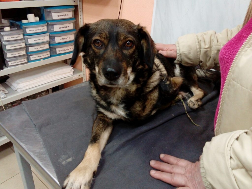 Зооволонтер обратились в стихах за помощью к жителям Твери Зооволонтер обратились в стихах за помощью к жителям Твери