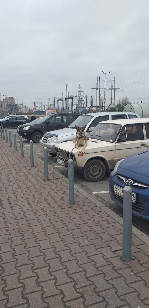 Собака работает сигнализацией в Тверской области