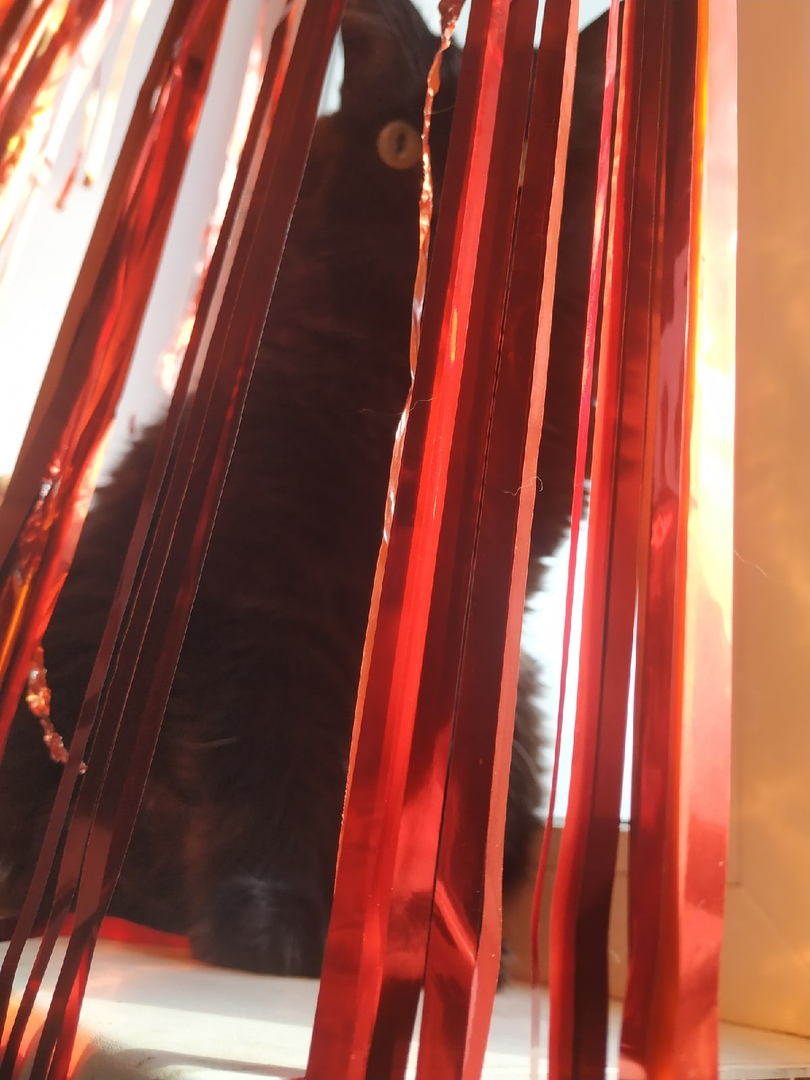 Корреспондент «Тверьлайф» Елизавета Супонева присоединилась к флешмобу #Оставайся дома