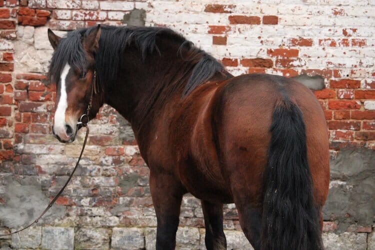 Девушка на коне: чем живет конный спорт Твери