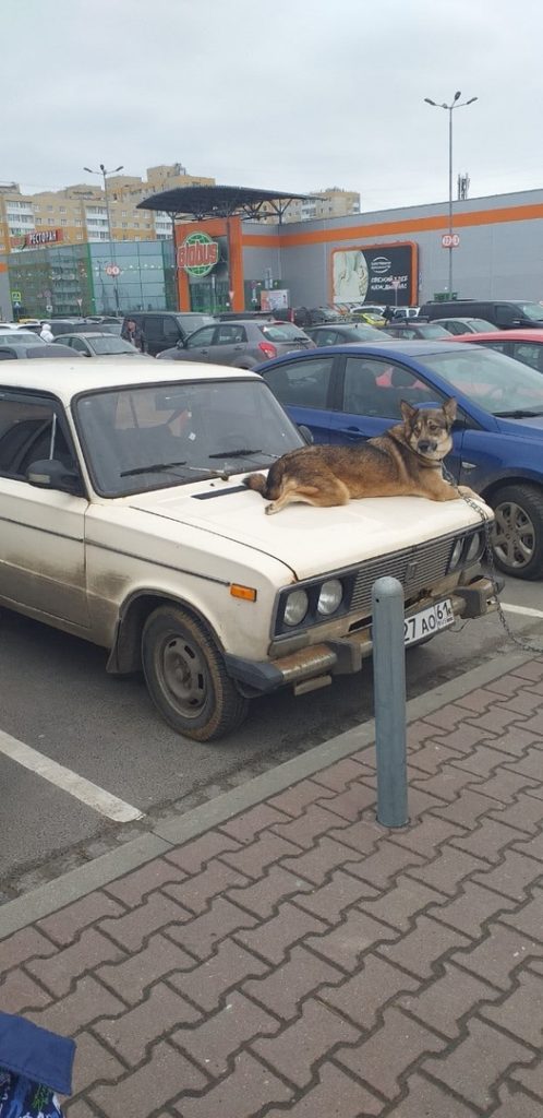 Собака работает сигнализацией в Тверской области