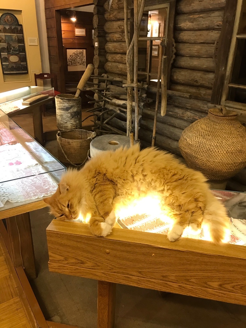 Кот-экскурсовод встречает гостей в Тверской области