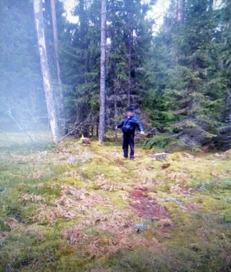 Мужчина из Тверской области незаконно спилил 59 сосен Мужчина из Тверской области незаконно спилил 59 сосен