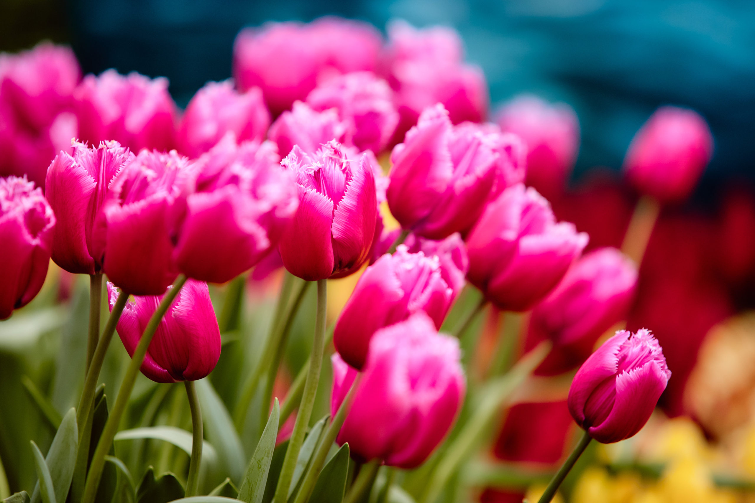 Губернатор Игорь Руденя поздравил женщин Тверской области с Международным женским днем 