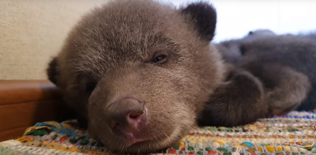В Тверской области медвежат из центра спасения перевели в игровой домик В Тверской области медвежат из центра спасения перевели в игровой домик