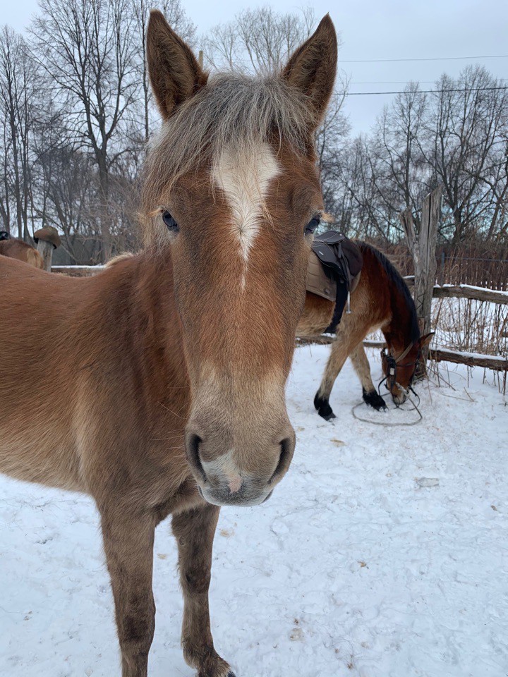 В Тверской области ищут трех пропавших лошадок