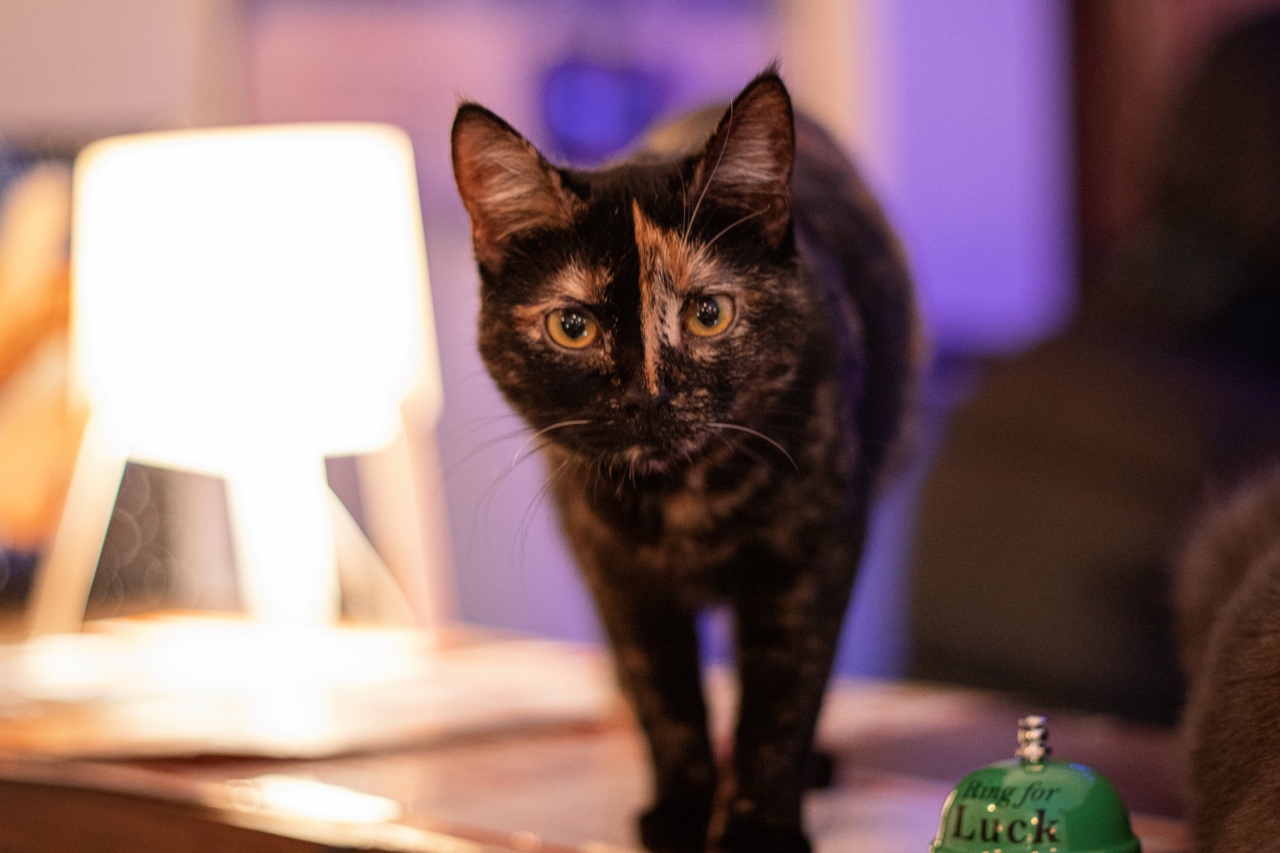 В тверском котокафе пройдет зажигательный музыкальный джем-сейш