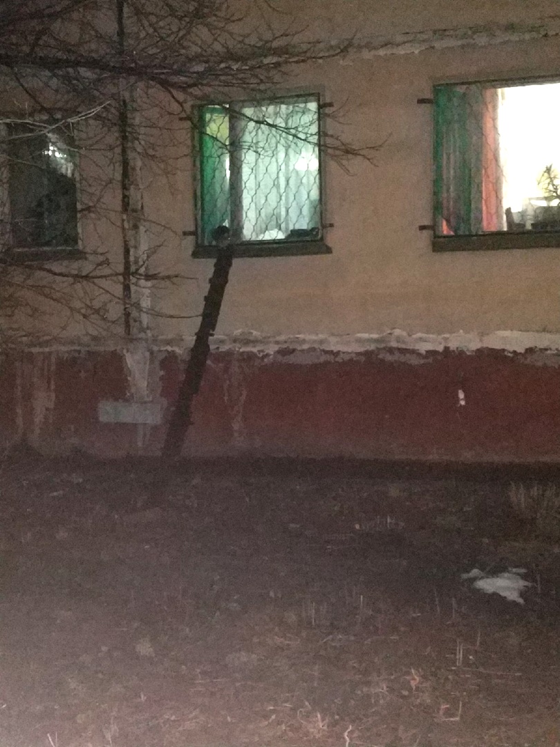 В Твери хозяева строят своим кошкам лестницы для прогулок