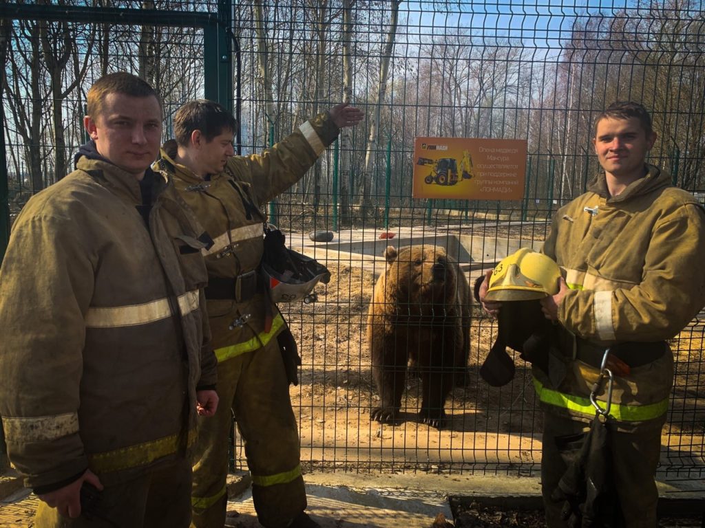 Известный мишка из Твери Мансур чуть не погиб в собственном вольере Известный мишка из Твери Мансур чуть не погиб в собственном вольере