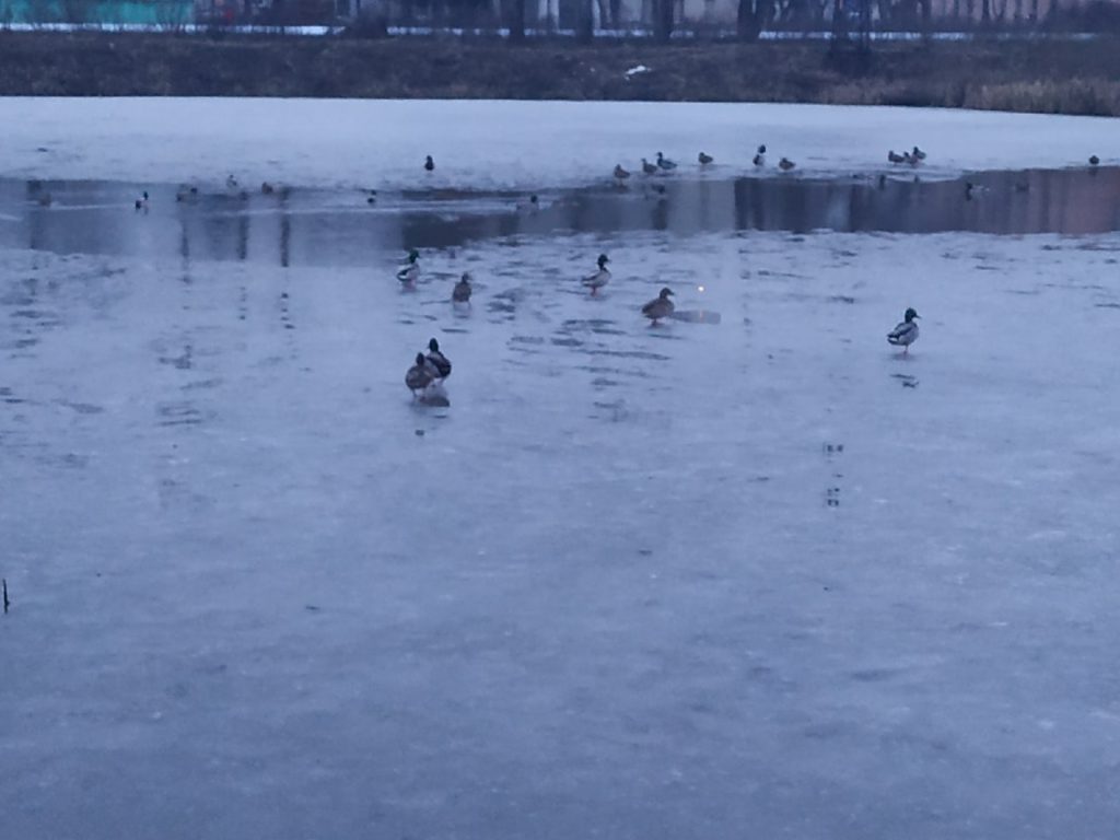 Суровые тверские утки начали сезон купания на реке Лазурь Суровые тверские утки начали сезон купания на реке Лазурь