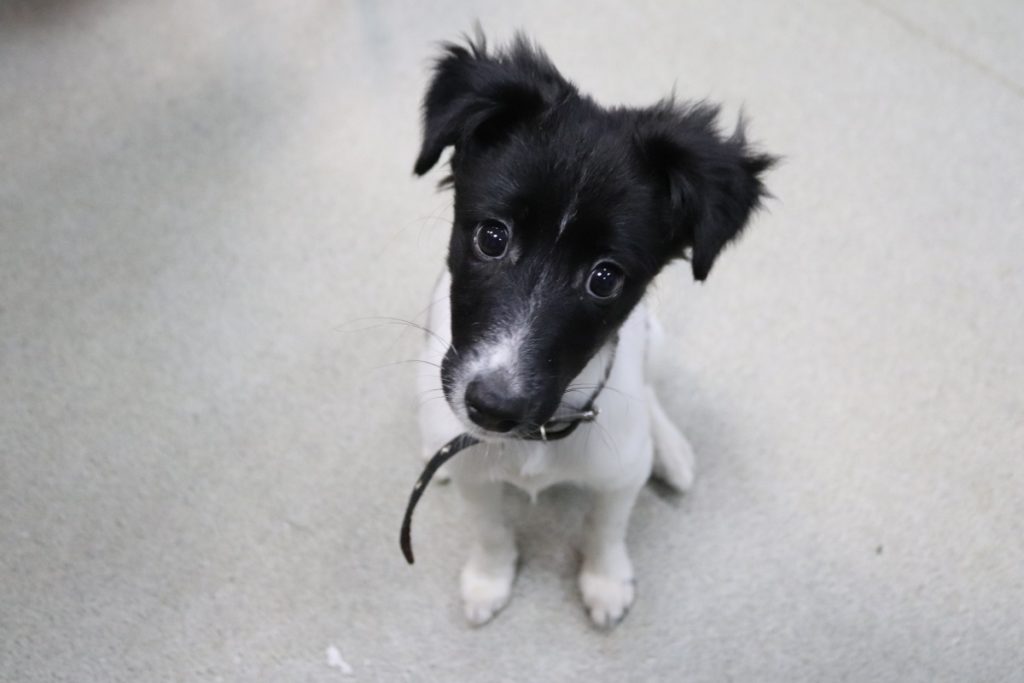 В Твери проходит акция помощи бездомным животным