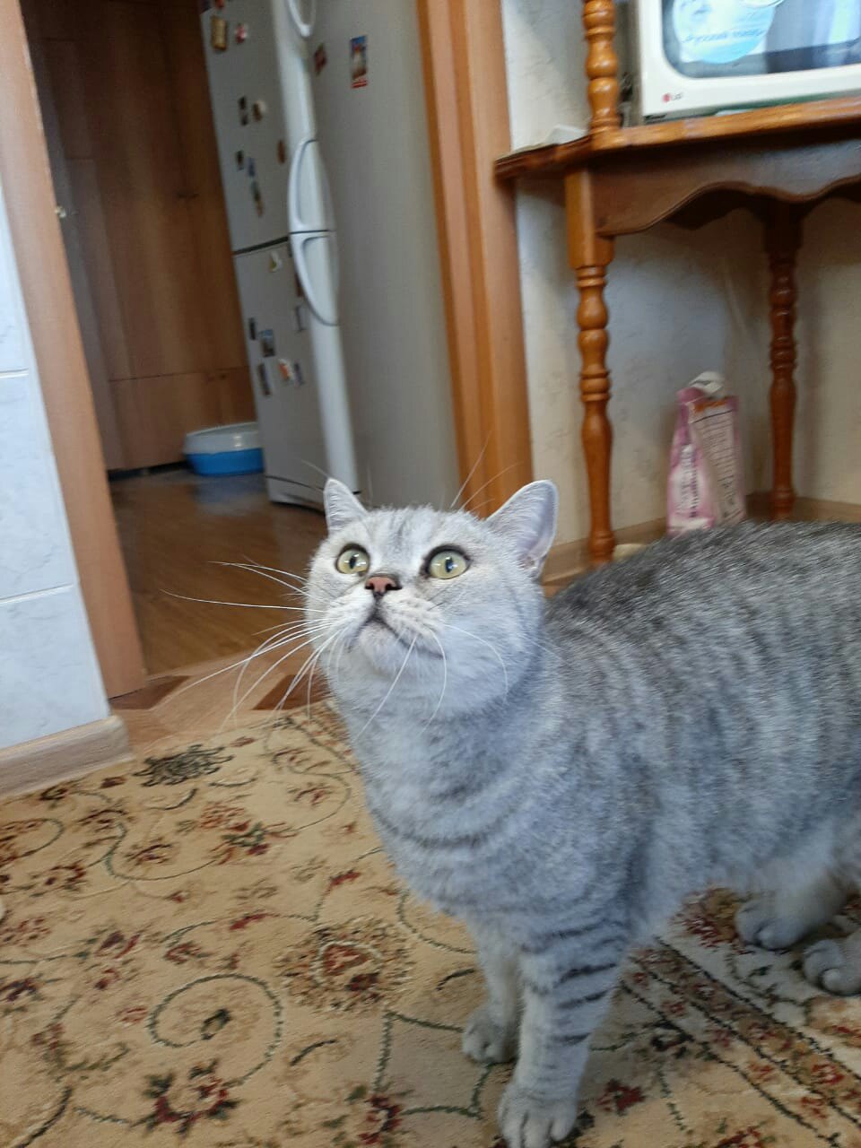 Жители Твери помогли хорошему котику