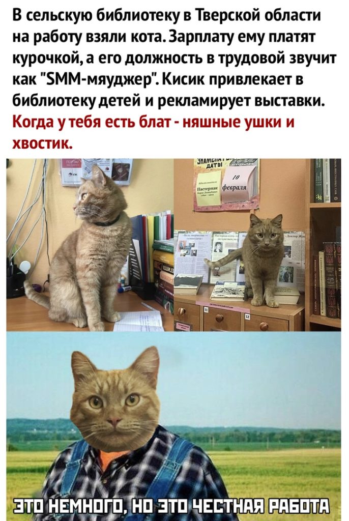 Кот из Тверской области стал интернет-суперзвездой Кот из Тверской области стал интернет-суперзвездой