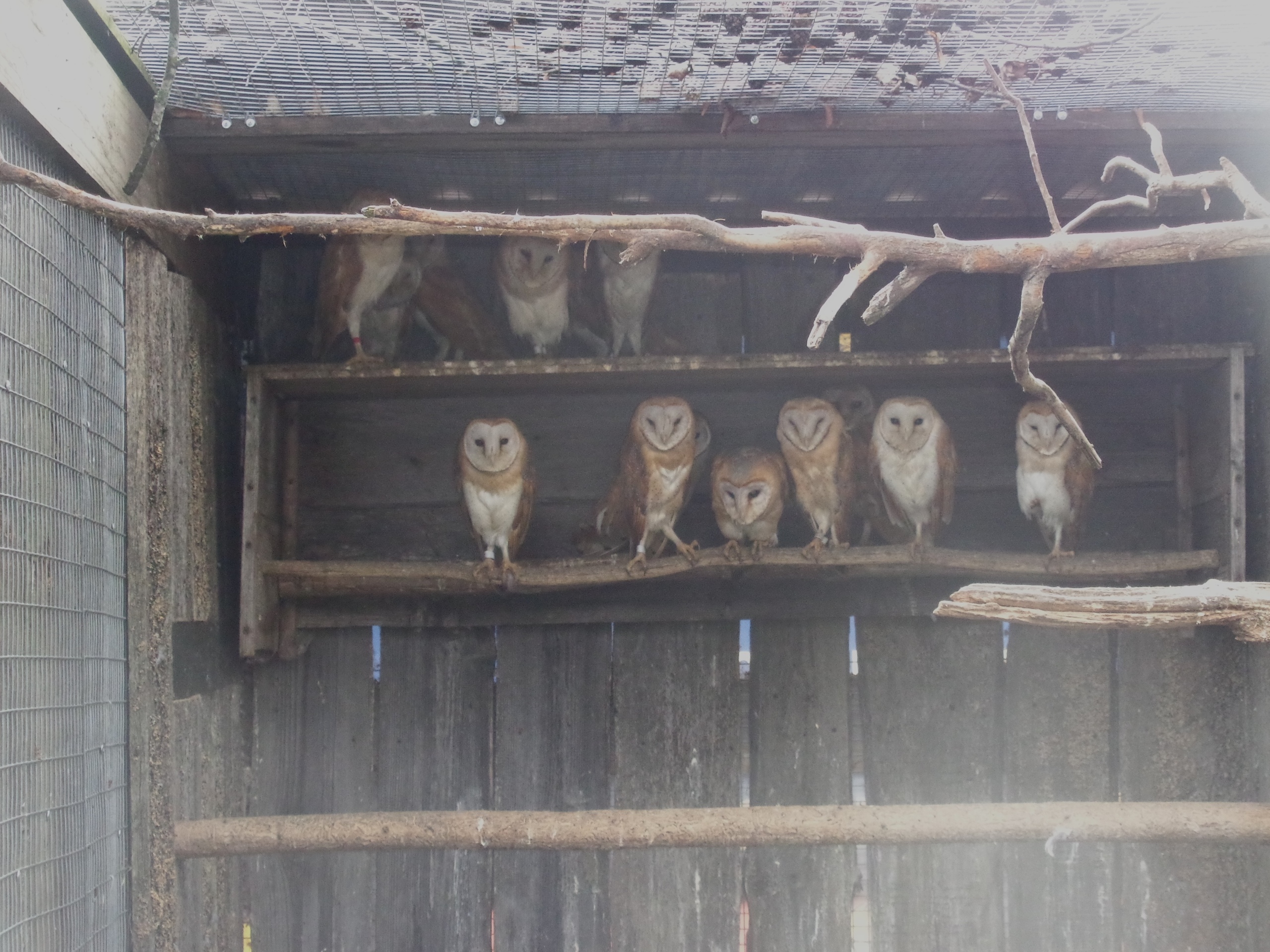 В Тверской области выпустят на волю сипух