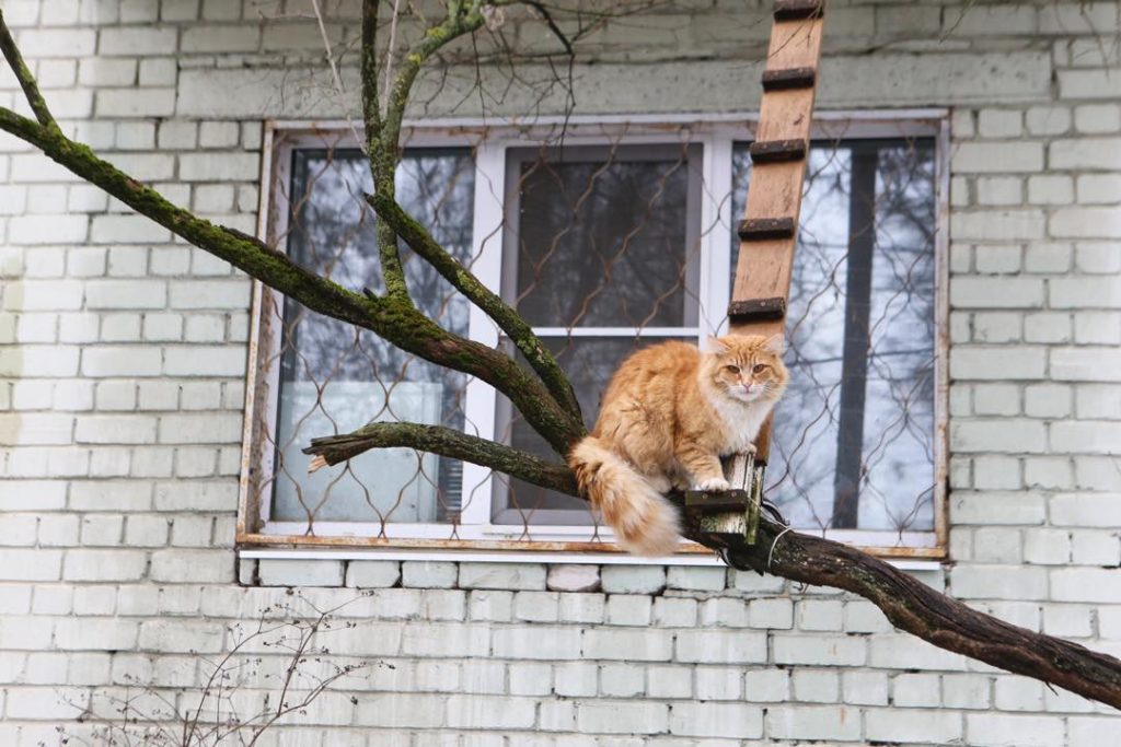 В Твери хозяева строят своим кошкам лестницы для прогулок В Твери хозяева строят своим кошкам лестницы для прогулок