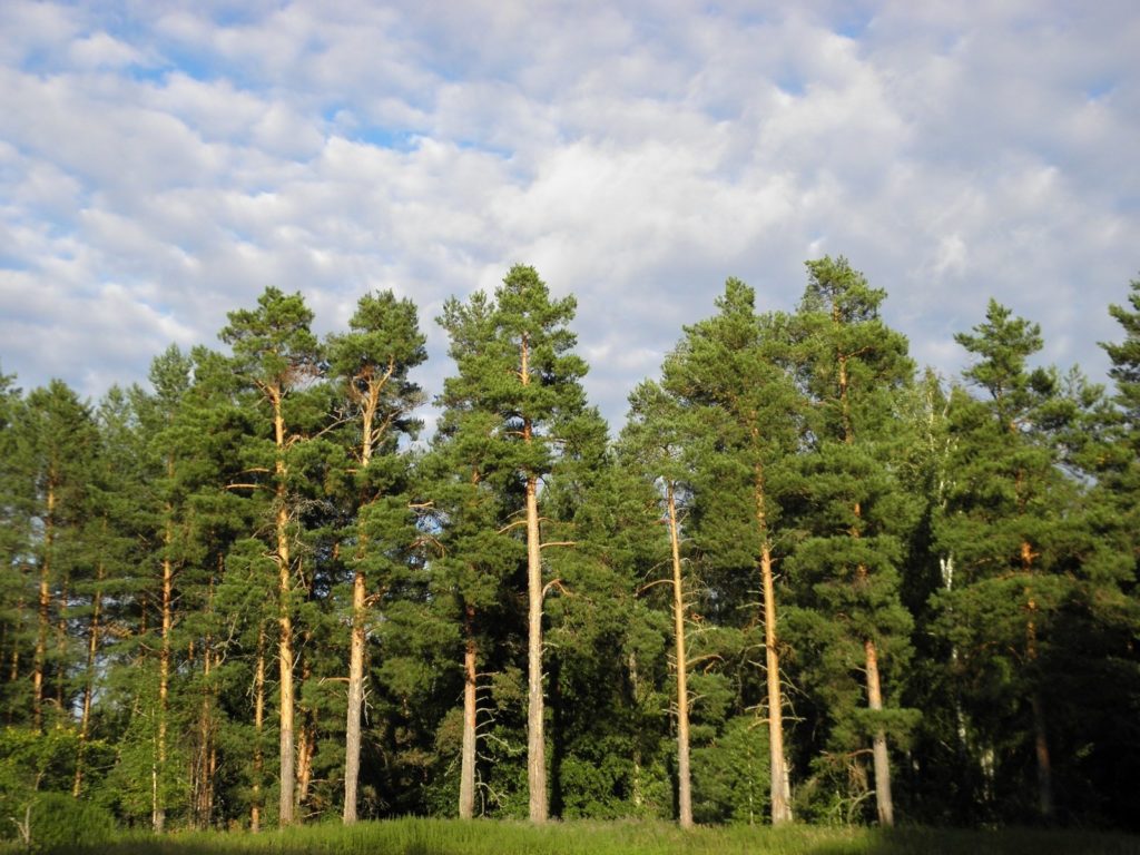 В Тверской области рассмотрят предложения по развитию лесного комплекса региона В Тверской области рассмотрят предложения по развитию лесного комплекса региона