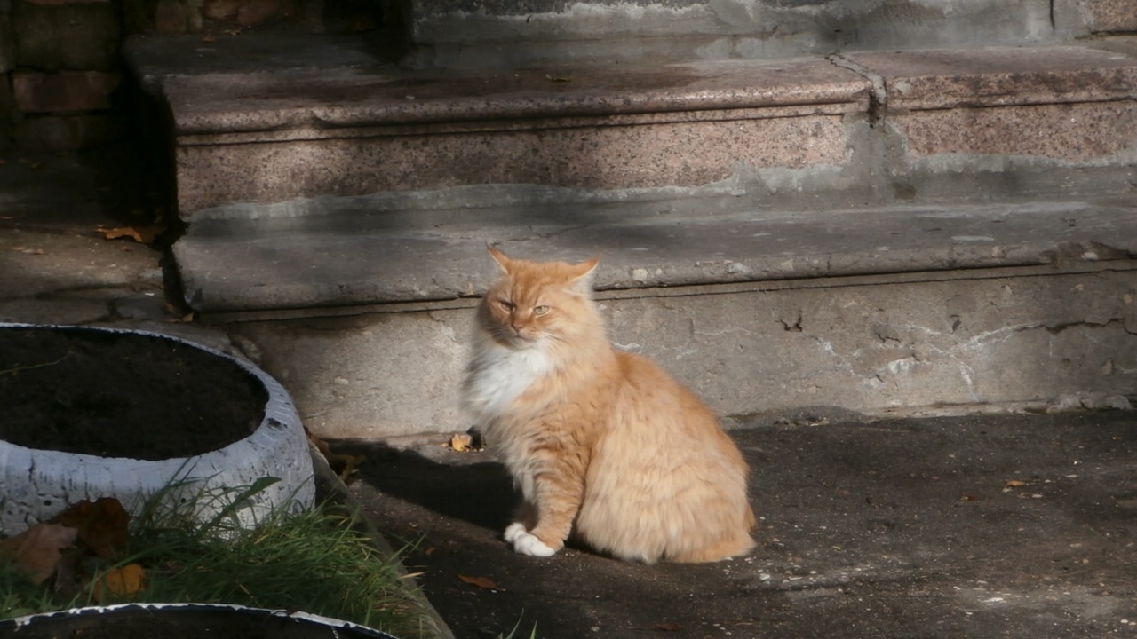 Кот-экскурсовод встречает гостей в Тверской области