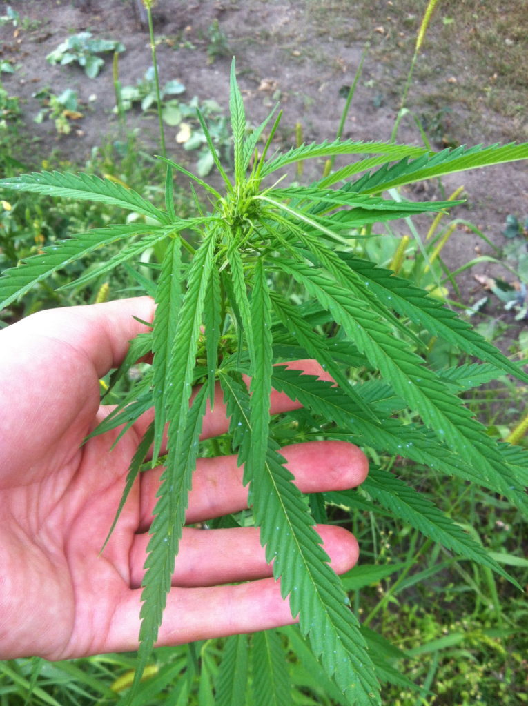 Мужчина нашел во время поисков военных артефактов в Тверской области коноплю Мужчина нашел во время поисков военных артефактов в Тверской области коноплю