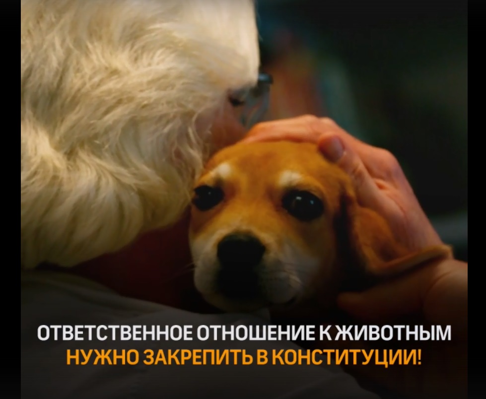 В Твери обсуждают ролик о защите жизни животных В Твери обсуждают ролик о защите жизни животных