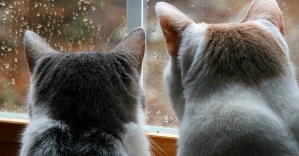 В первую неделю марта в Тверской области будет тепло и дождливо В первую неделю марта в Тверской области будет тепло и дождливо