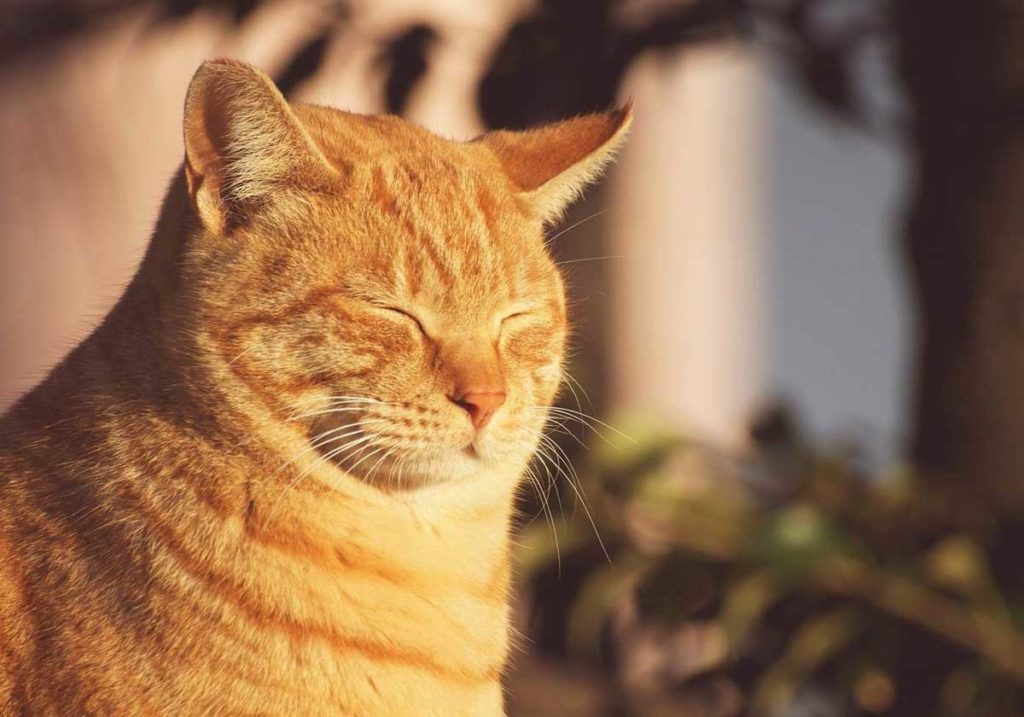 Выходные в Тверской области начнутся с солнышка