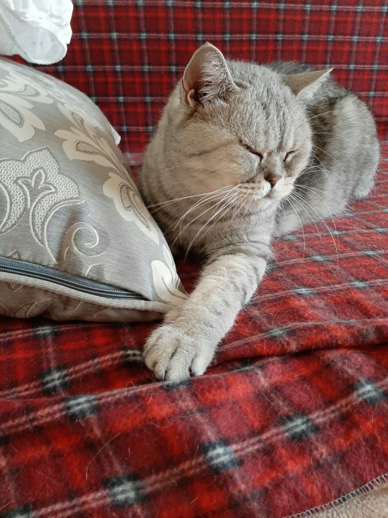 Жители Твери помогли хорошему котику Жители Твери помогли хорошему котику