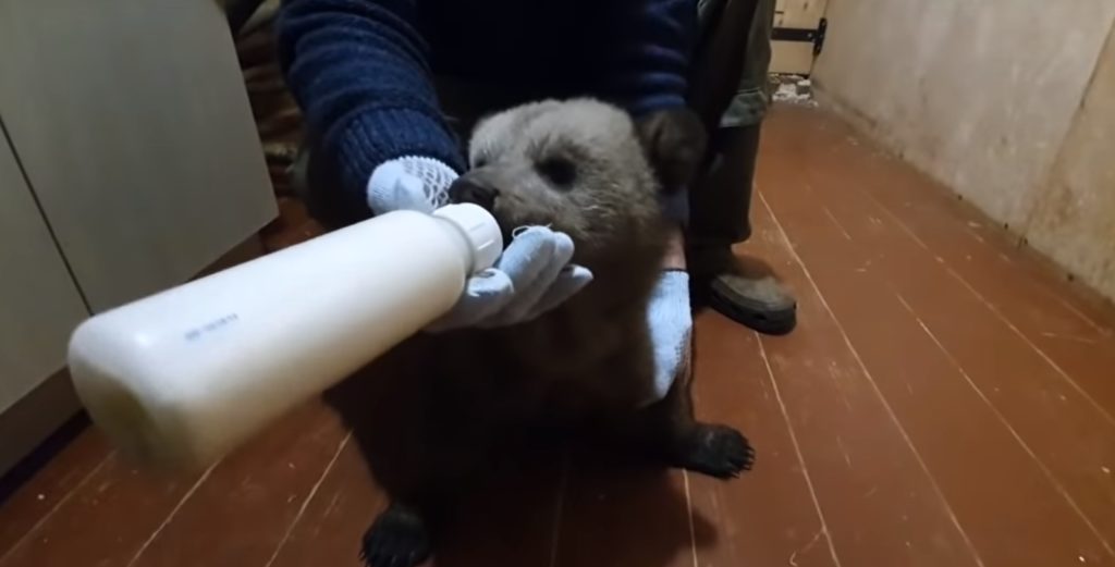 Жителям Тверской области показали, как кормят медвежат