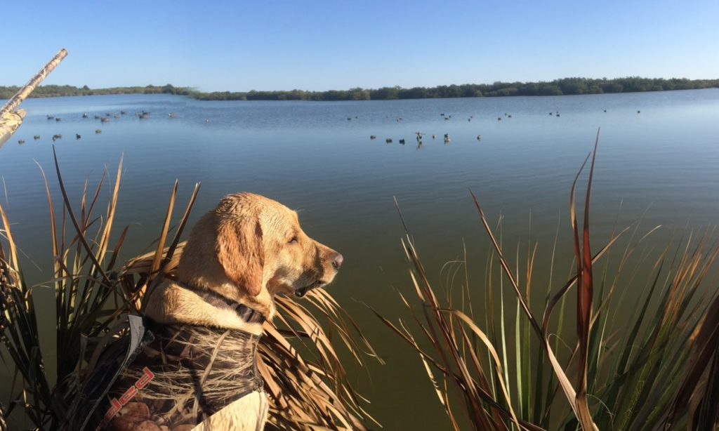 Этой весной в Тверской области запретили охотиться Этой весной в Тверской области запретили охотиться