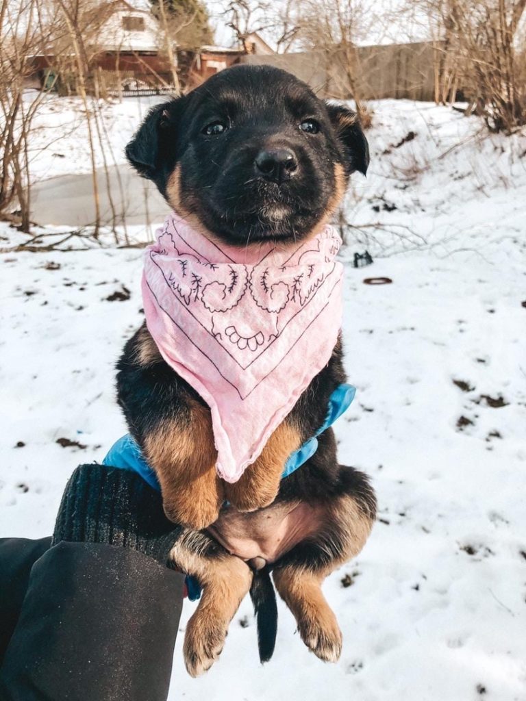 Неизвестный доброжелатель пожертвовал 20 000 рублей щенкам в Твери